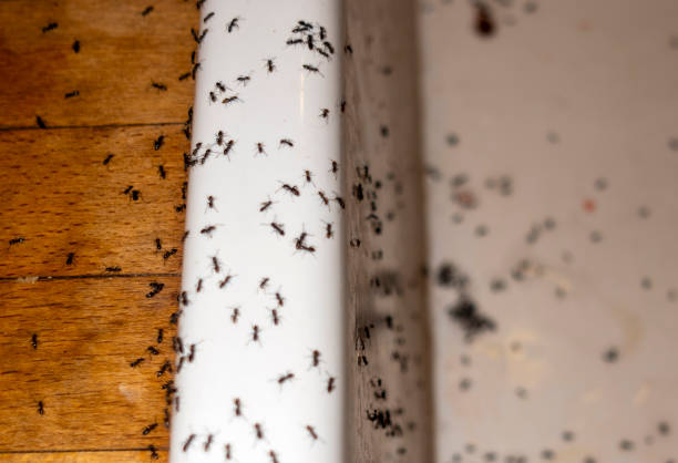 Best Ant Control Services  in Canal Winchester, OH