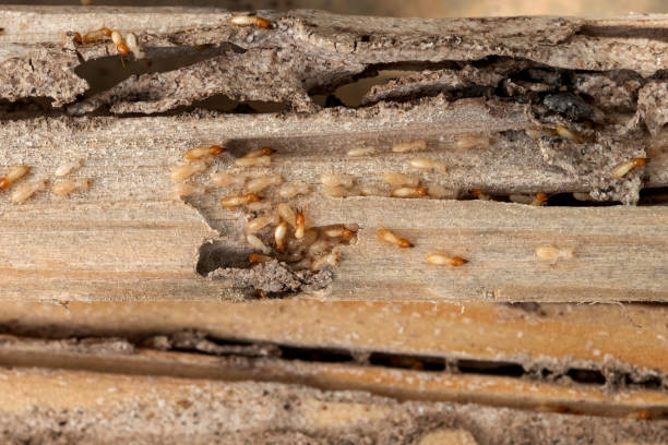 Best Emergency Pest Control  in Canal Winchester, OH