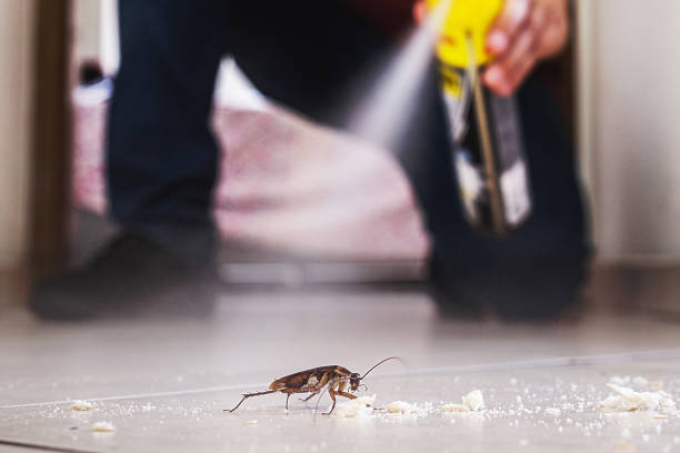 Best Wasp Removal Services  in Canal Winchester, OH